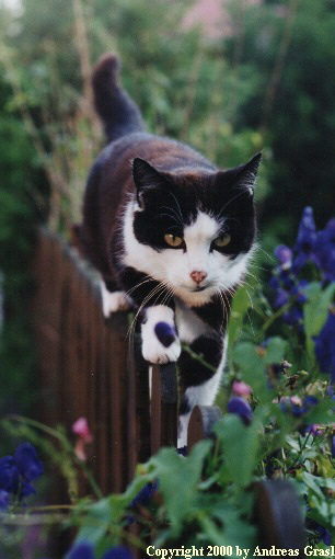 Copyright 2000 by Andreas Grasl